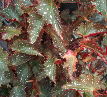 B. ‘Venona’